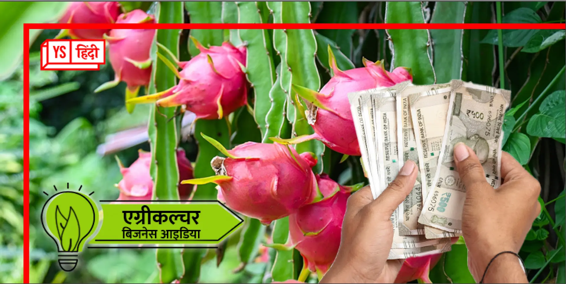 जानिए कैसे की जाती है ड्रैगन फ्रूट की खेती, बस एक बार लगाएं पैसे और 25 साल तक कमाएं मुनाफा