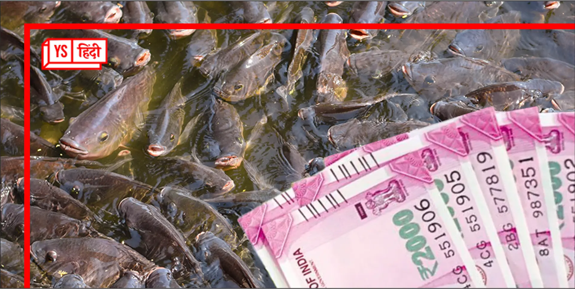 तालाब में कैसे किया जाता है मछली पालन, कुछ बातें रखेंगे ध्यान तो बस 6 महीने में होगी तगड़ी कमाई
