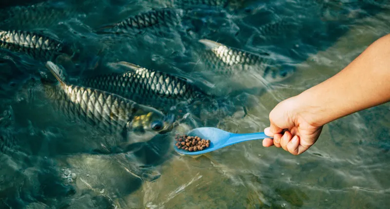 fish-farming