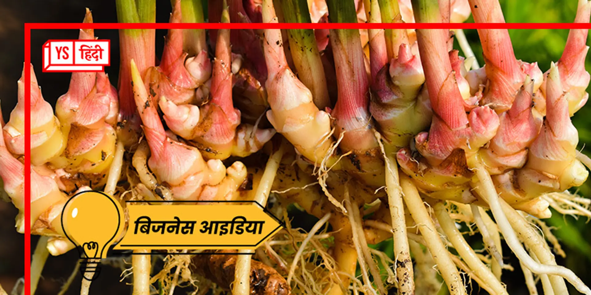 ये है गारंटी के साथ कमाई कराने वाली खेती, 2-3 गुना होगा मुनाफा, पूरे साल बनी रहती है इसकी डिमांड