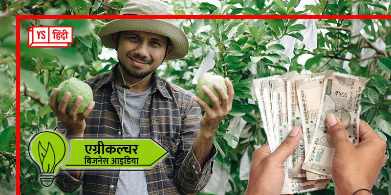 जानिए कैसे होती है अमरूद की खेती, हर साल कमा सकते हैं 15 लाख रुपये का मुनाफा