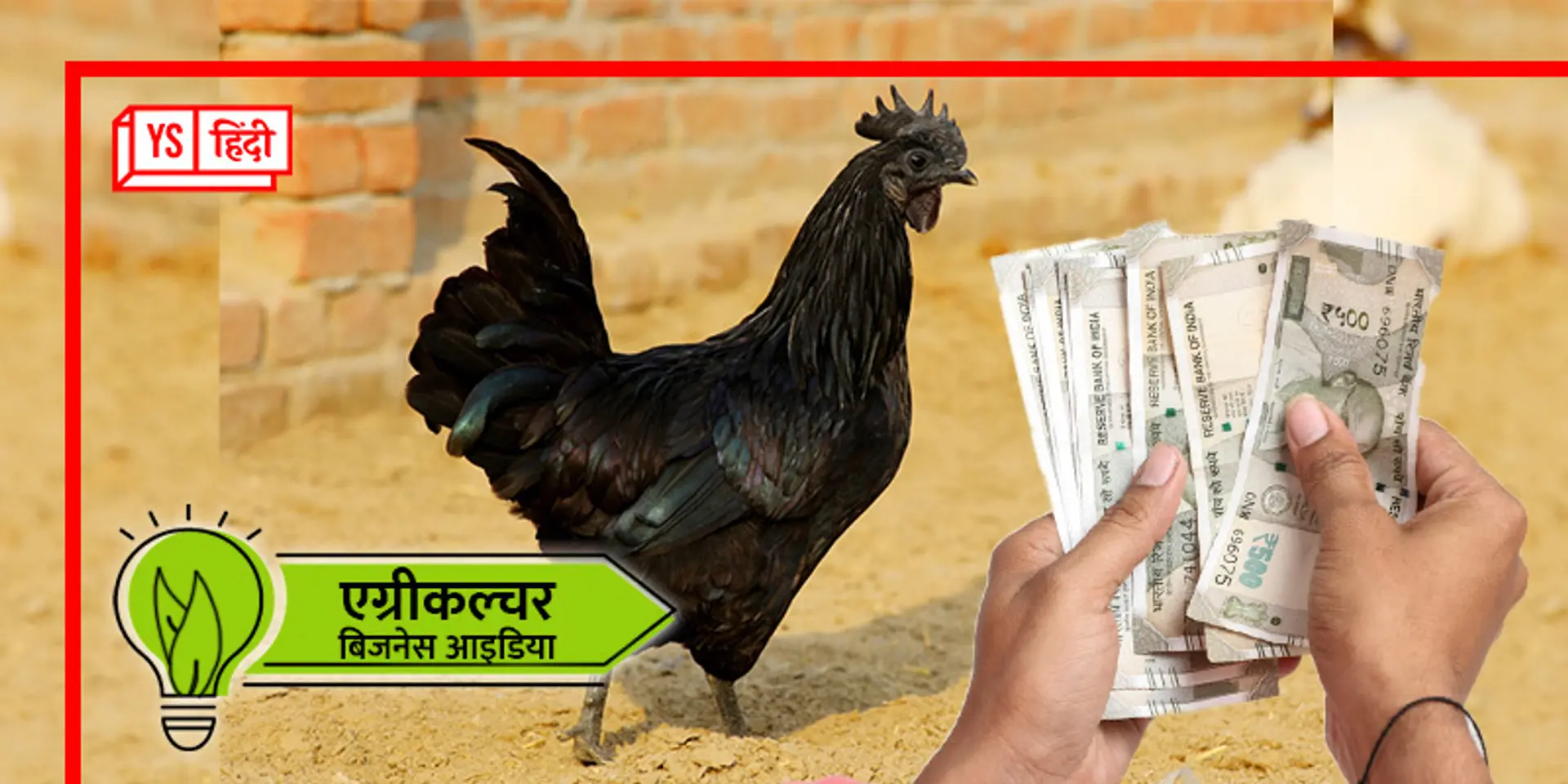 स्वास्थ्य के लिए फायदेमंद 'कड़कनाथ' कराएगा तगड़ी कमाई, इसे देसी वियाग्रा कहते हैं लोग
