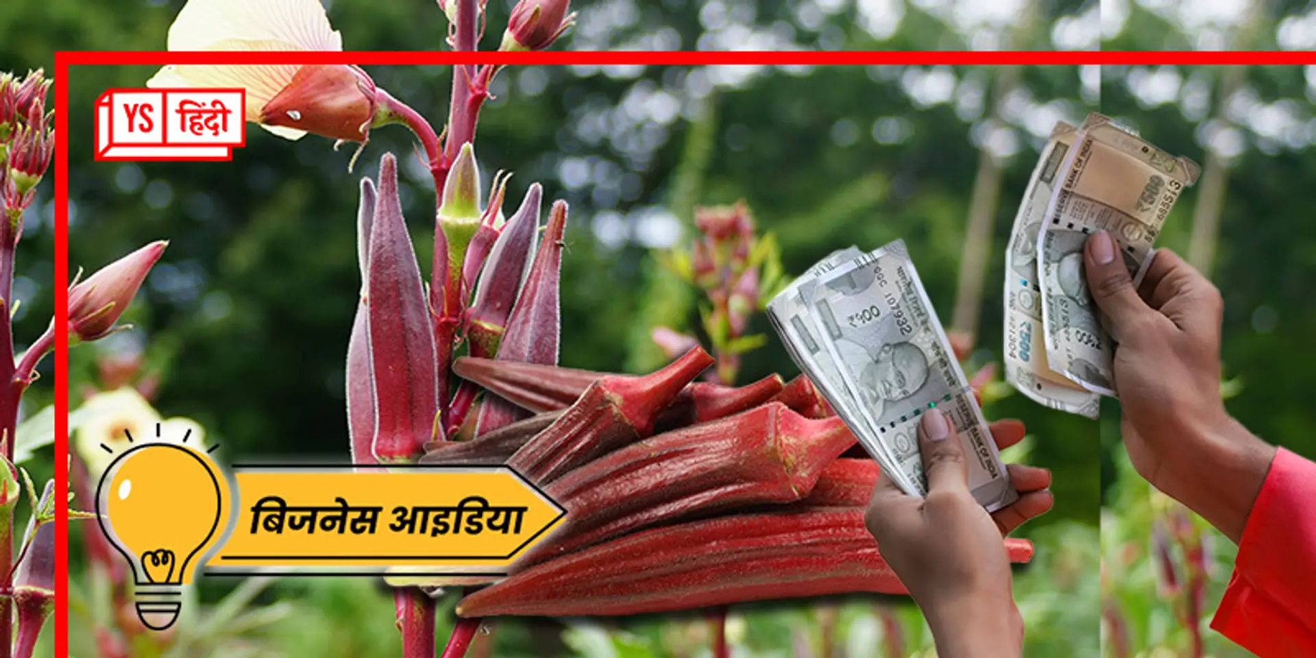 हरी नहीं.. लाल भिंडी की करिए खेती, मिलेगा लागत का तीन गुना मुनाफा, हाथों-हाथ खरीद लेंगे लोग!