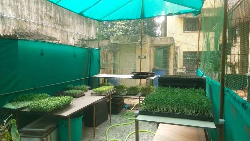 microgreens