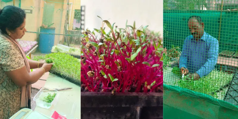 microgreens-farming