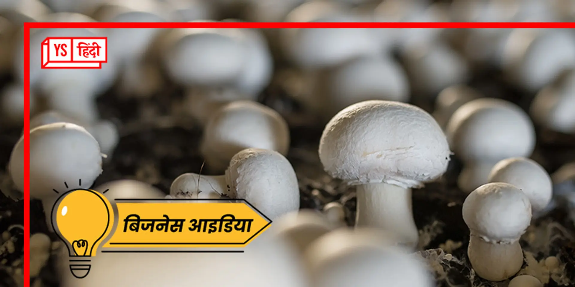 Mushroom Farming: ये है 4-5 गुना मुनाफा देना वाला Business Idea, छोटे कमरे से करें शुरू!