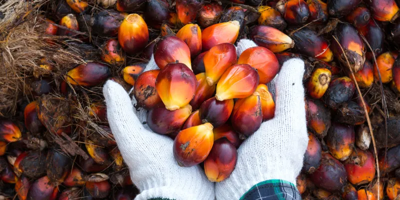 palm-oil-tax