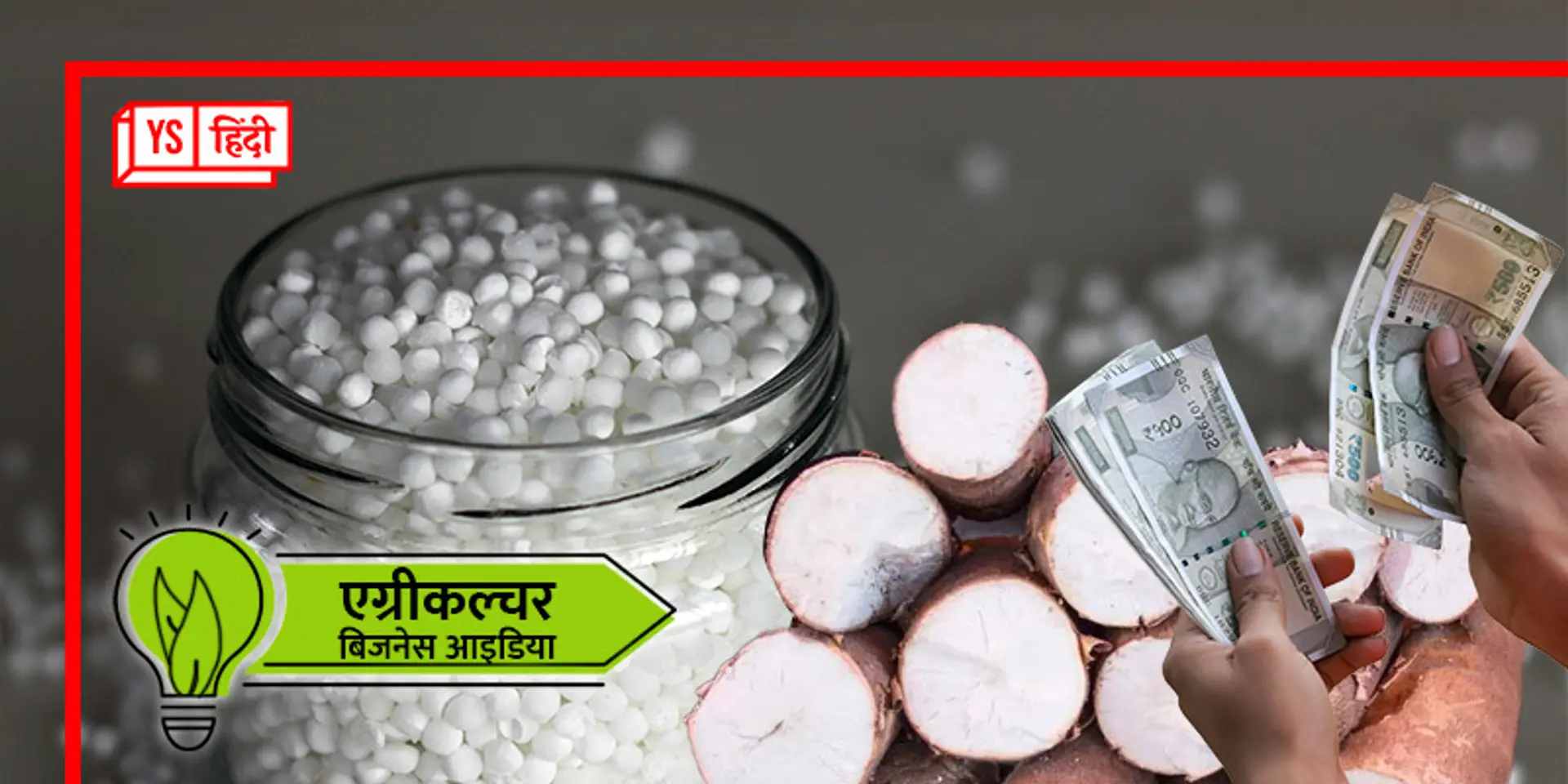 जानिए कैसे बनता है साबूदाना, खेत में उगता है या फैक्ट्री से निकलता है? यूं करें इसका बिजनेस