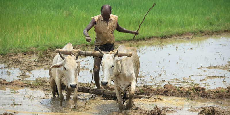 जानिए कैसे राज्य में ओडिशा सरकार को कृषि उत्पादकता बढ़ाने में मदद कर रहा है ये उद्यम