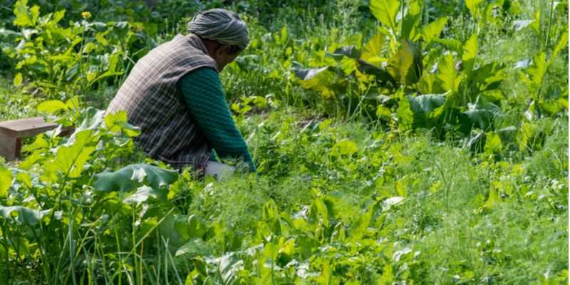 हिमाचल में जसविंदर के 'जीवामृत' से खूब लहलहा रही ऑर्गेनिक खेती