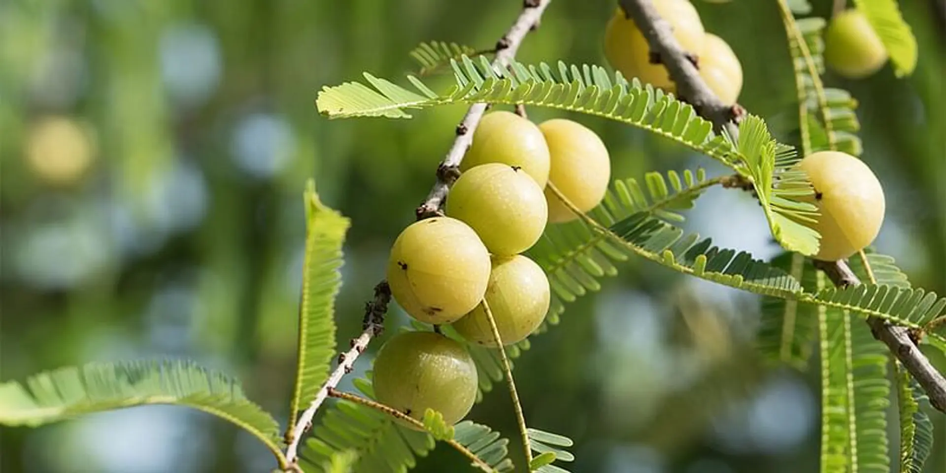 सर्दियों में अमृत समान है आंवला, इसके सेवन भर से होंगी बीमारियाँ दूर