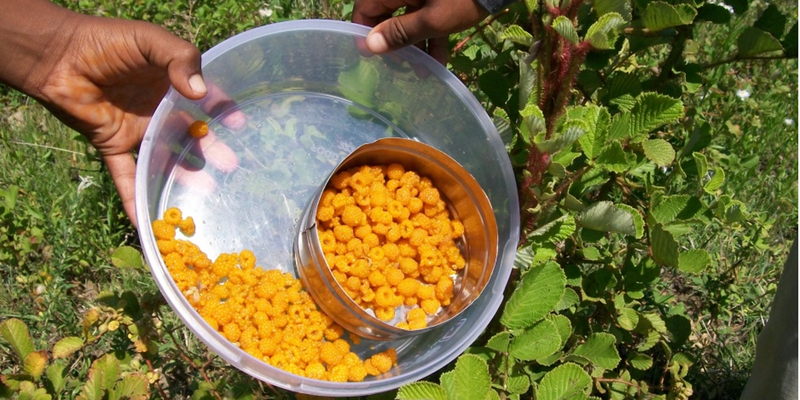 हिमाचल में हर्बल खेती के लिए राजस्थान की कंपनी करेगी एक अरब का निवेश