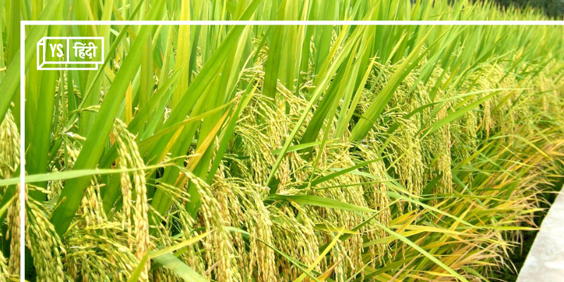 सरकार ने टुकड़ा चावल के निर्यात पर लगाई रोक, गैर-बासमती चावल के निर्यात पर 20 फीसदी शुल्क लगेगा