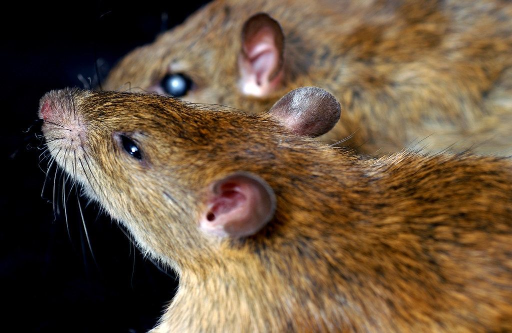 2 मेल चूहे बने बायोलॉजिकल पिता, क्या इंसानों पर भी सफल होगा रिसर्च?