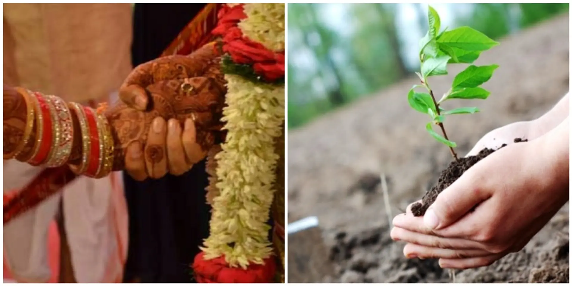 शादी के मौके पर नवदंपती ने पौधरोपण कर पेश की मिसाल