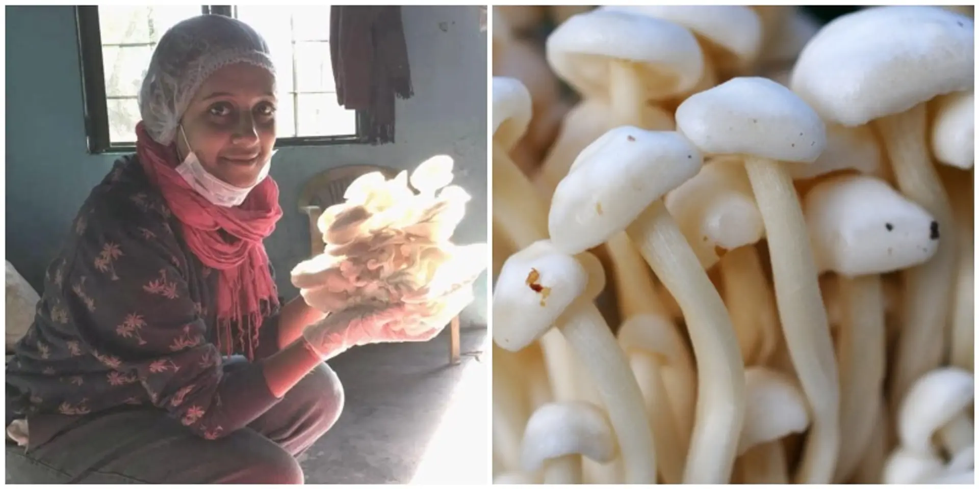 पहाड़ की एक और मिसाल बनीं टिहरी की मशरूम गर्ल
