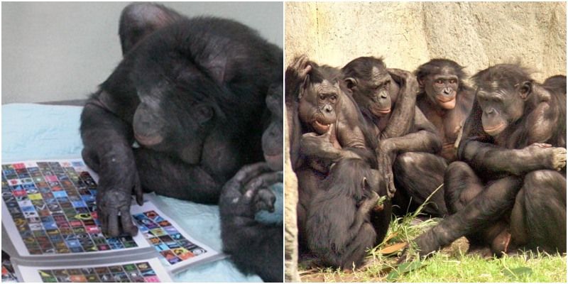 बंदरों की ऐसी प्रजाति जिसमें संतान के लिए बहू चुनती है मां