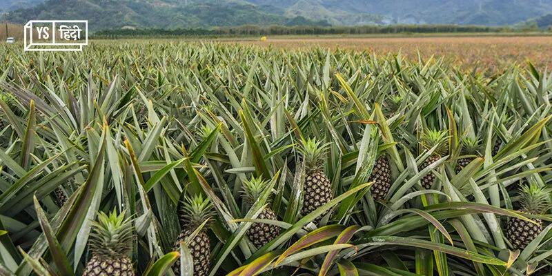 commercial pineapple farm business has less investment and big profit  