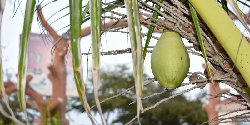 ರೈನ್ 