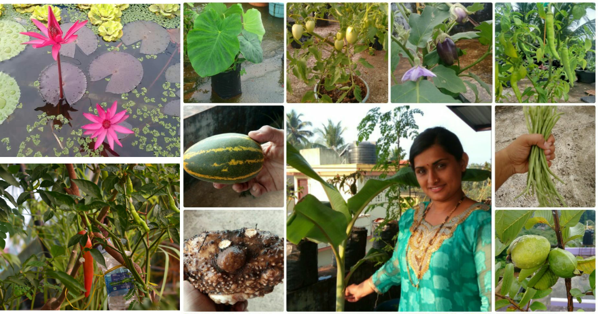 ತಾರಸಿಯ ತುಂಬ ಹಸಿರು ‘ಸ್ನೇಹ’ ದ ಉಸಿರು