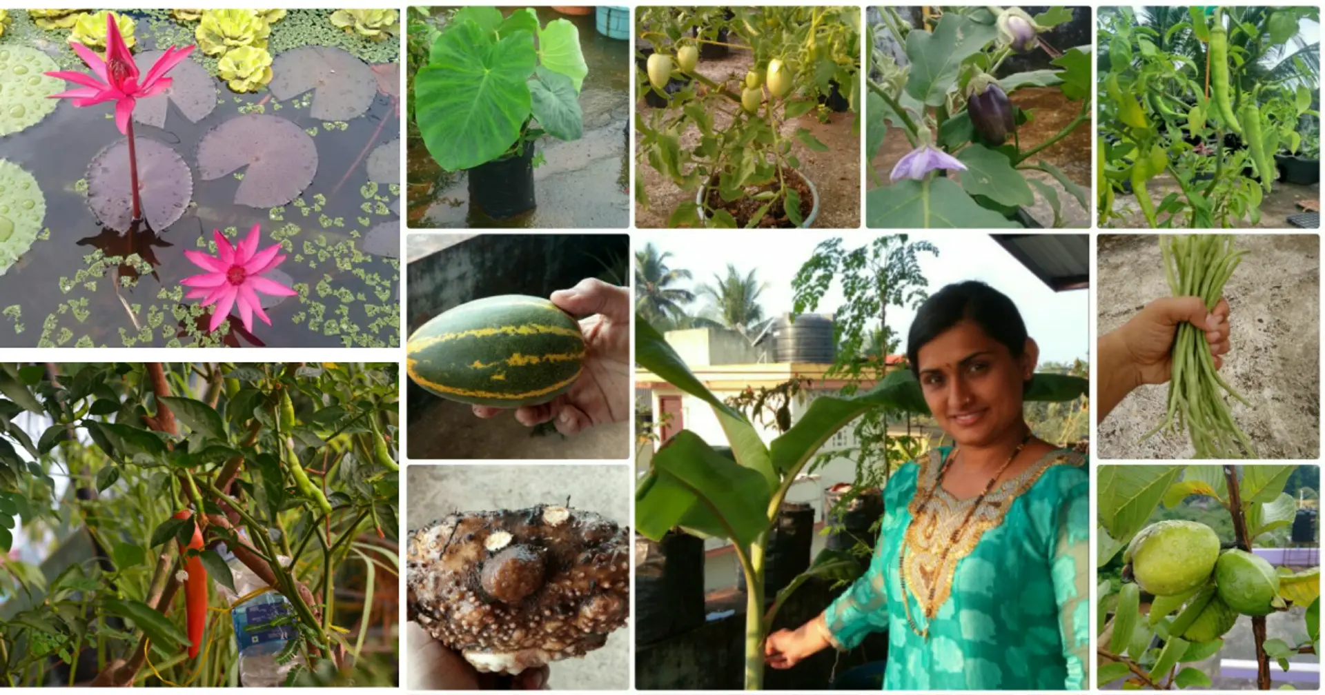 ತಾರಸಿಯ ತುಂಬ ಹಸಿರು ‘ಸ್ನೇಹ’ ದ ಉಸಿರು