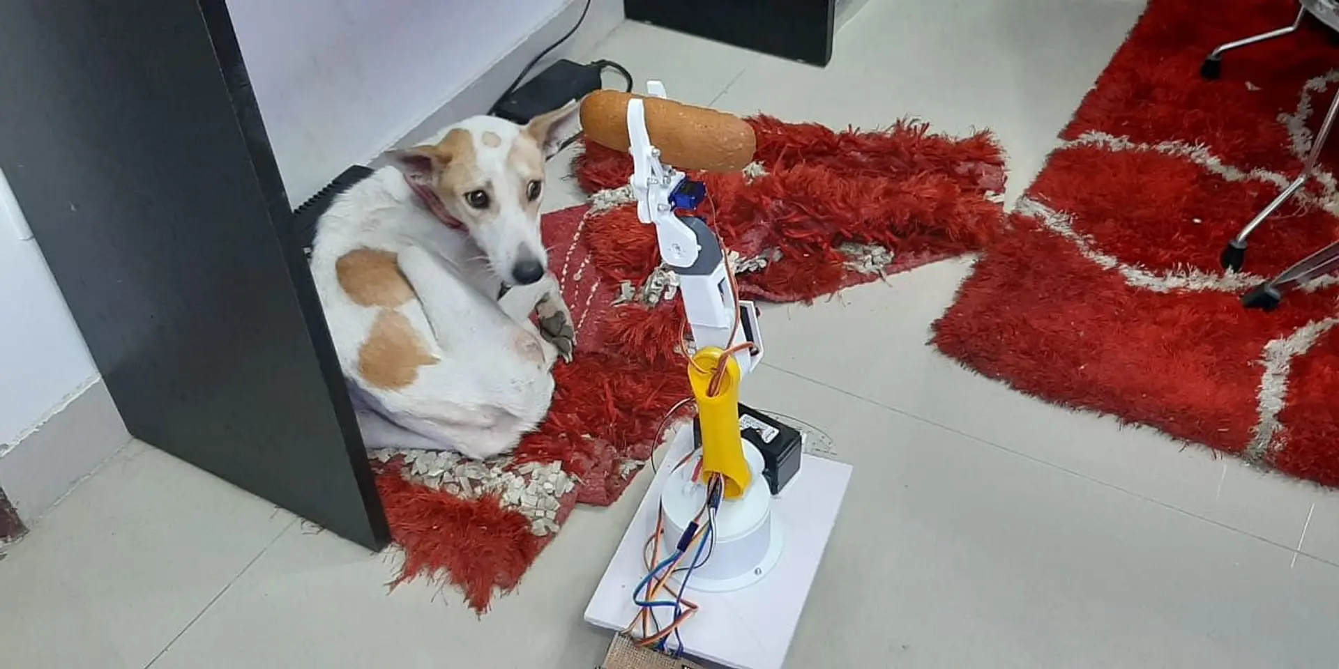 ಗಾಯಗೊಂಡ ಶ್ವಾನಕ್ಕೆ ಸಹಾಯ ಮಾಡುತ್ತಿದೆ ಈ ರೊಬೊಟ್