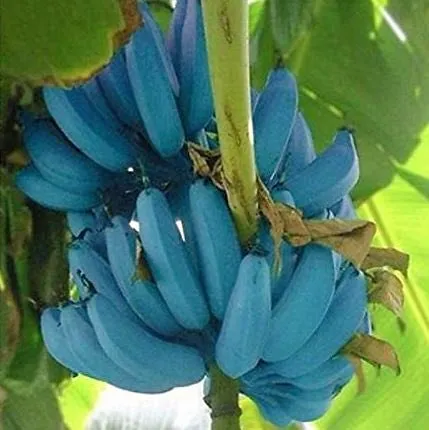 ப்ளூ ஜாவா