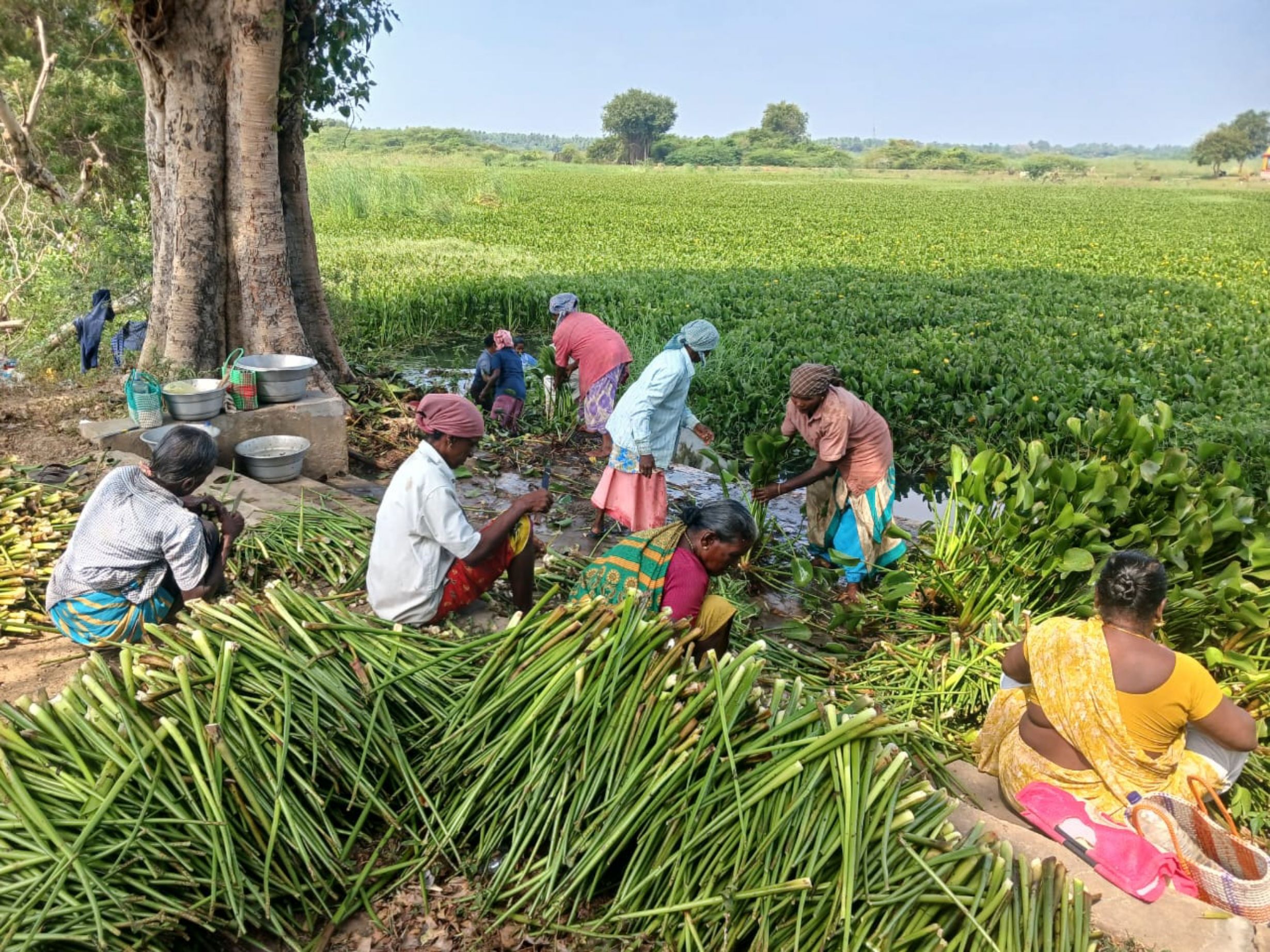ஆகாயத்தாமரை அகற்றும் பெண்கள்