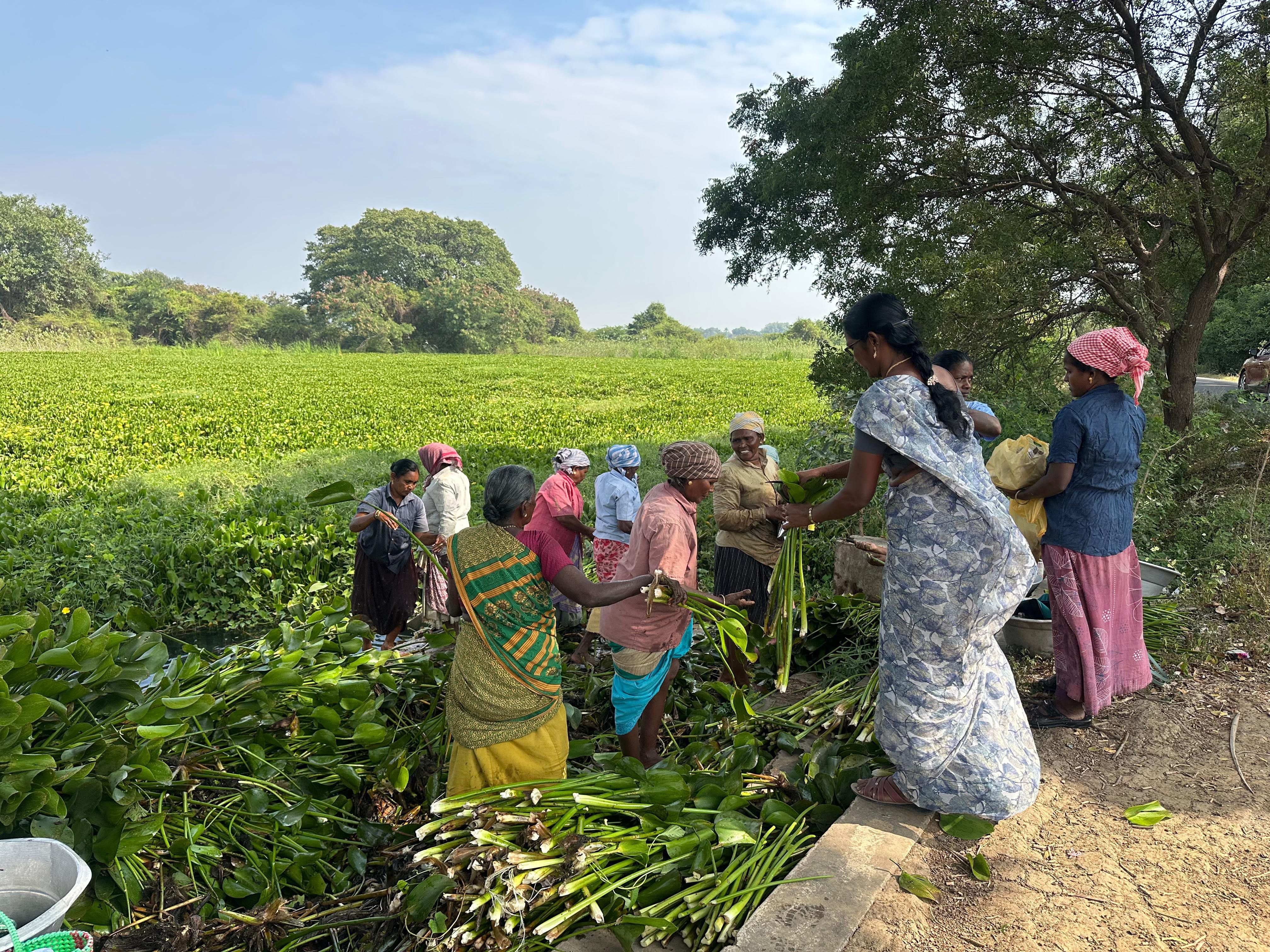 ஆகாயத்தாமரை அகற்றும் பெண்கள்.