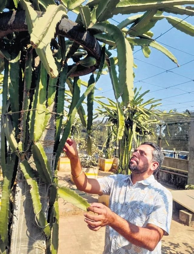 Dragon fruit 