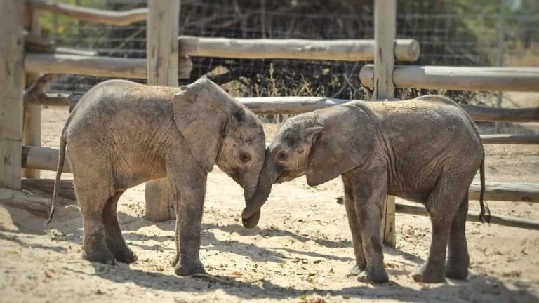Elephant