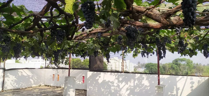 Grapes