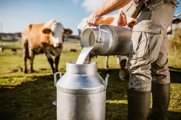 Kerala man's story of reaping rewards of dairy farming in coconut grove