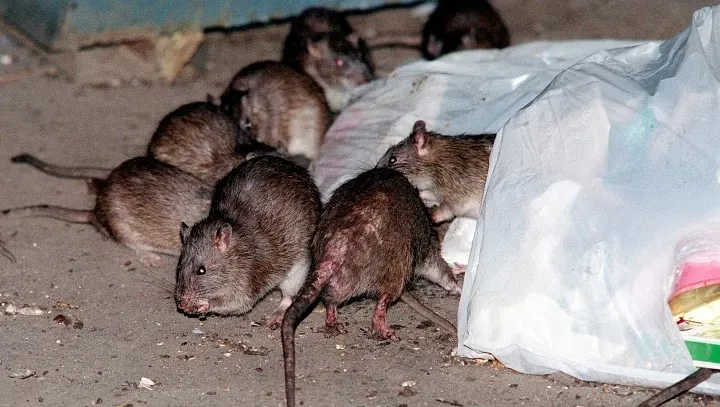Rat
