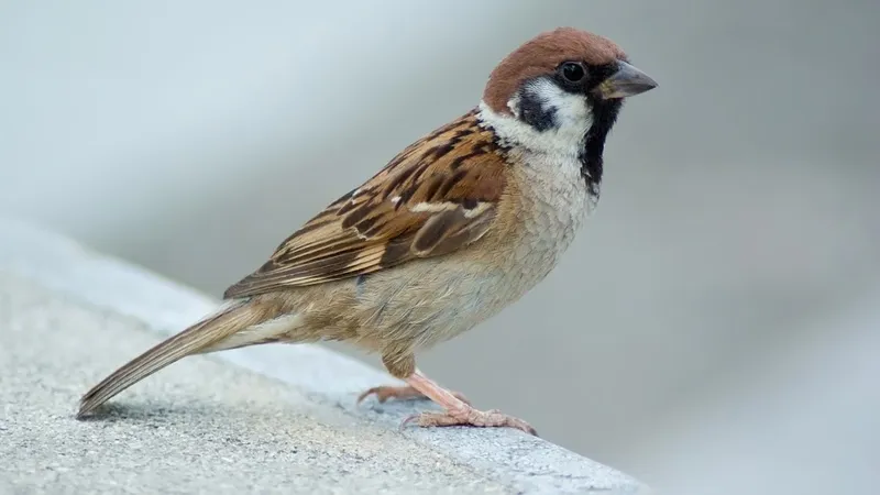 Sparrow