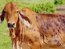 கோ4