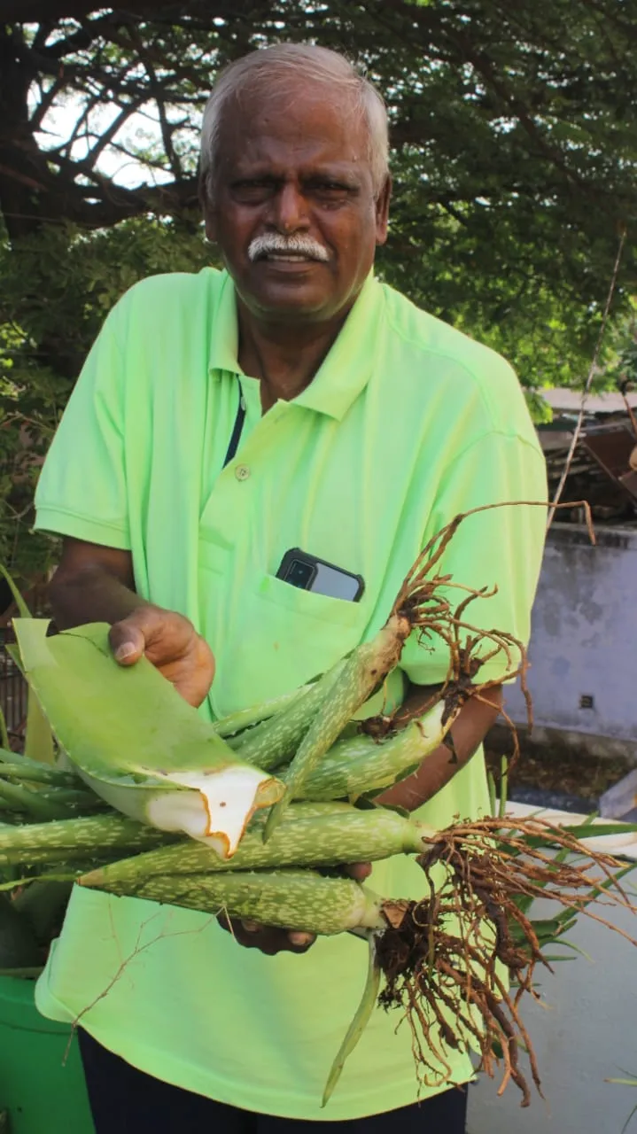 கற்றாழை