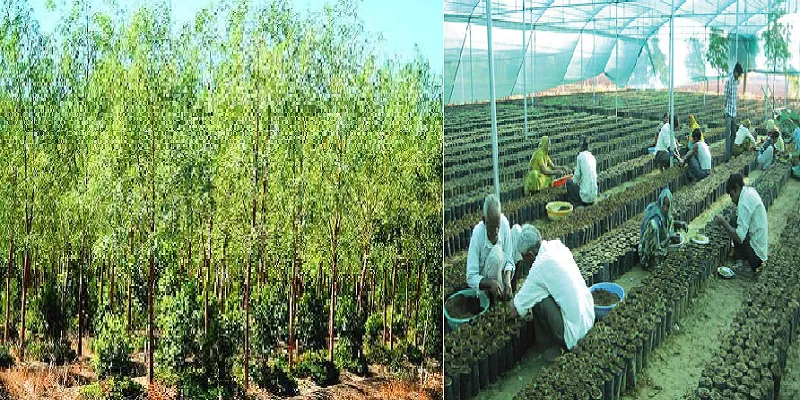 Sandal Trees