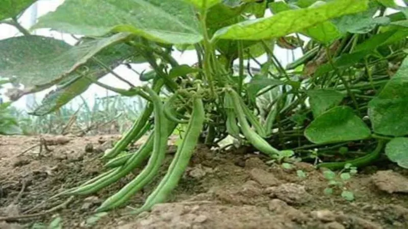 beans farming
