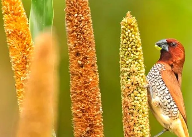 Birds