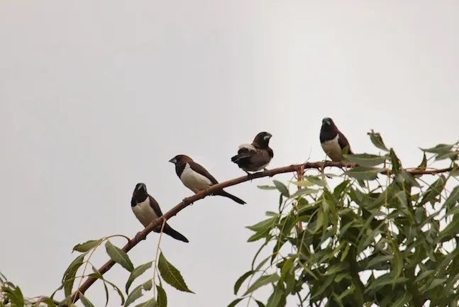 பறவைகள்