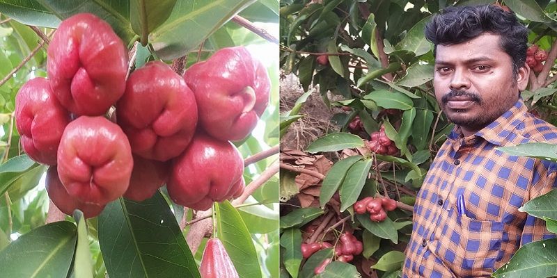 பனிப்பிரதேசத்தில் வளரும் பன்னீர் ஆப்பிள்: 2 லட்சம் வருமானம் ஈட்டும் தருமபுரி ஆசிரியர்! 