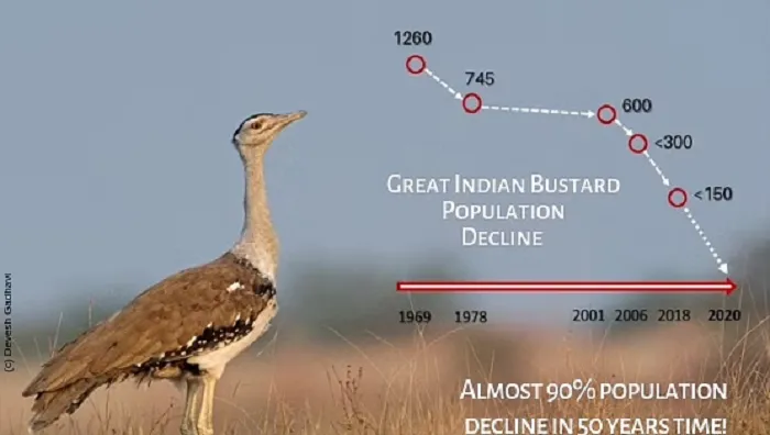 Great Indian Bustard