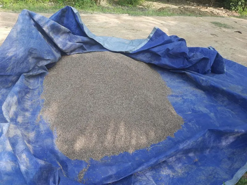 karupu kavuni
