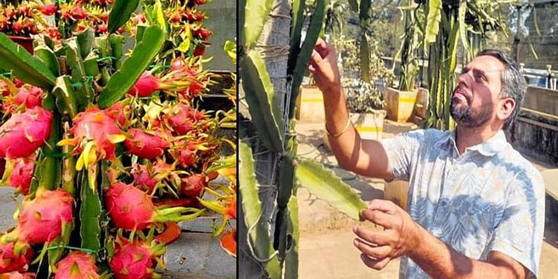 Dragon fruit