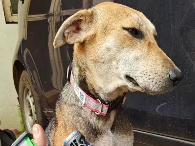 Pawsitivity