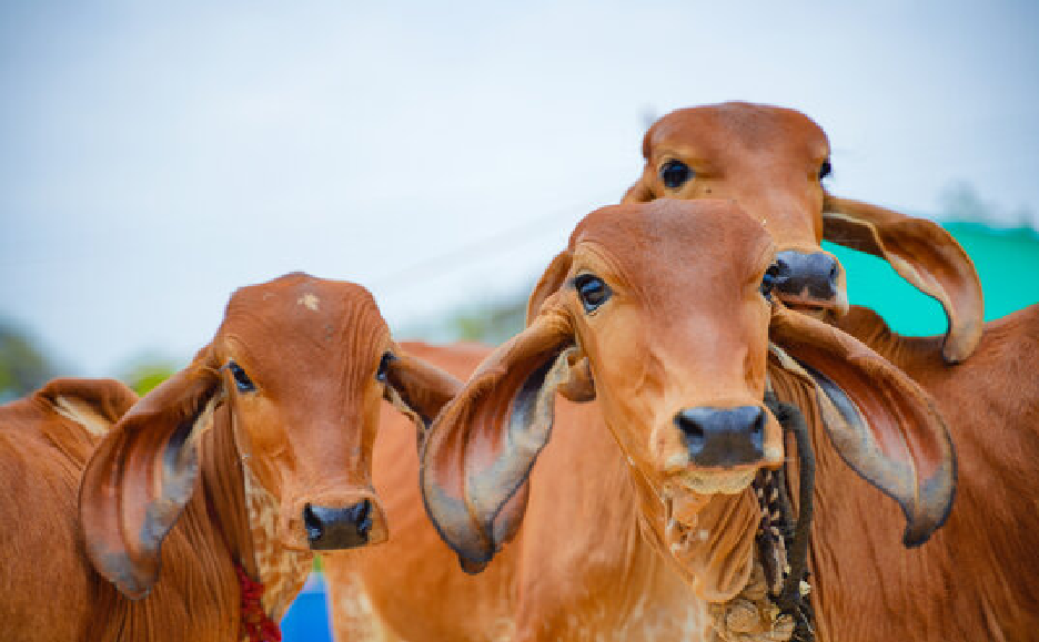 Indian cows