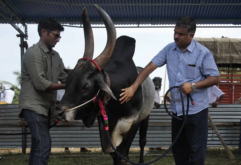 காங்கேயம்