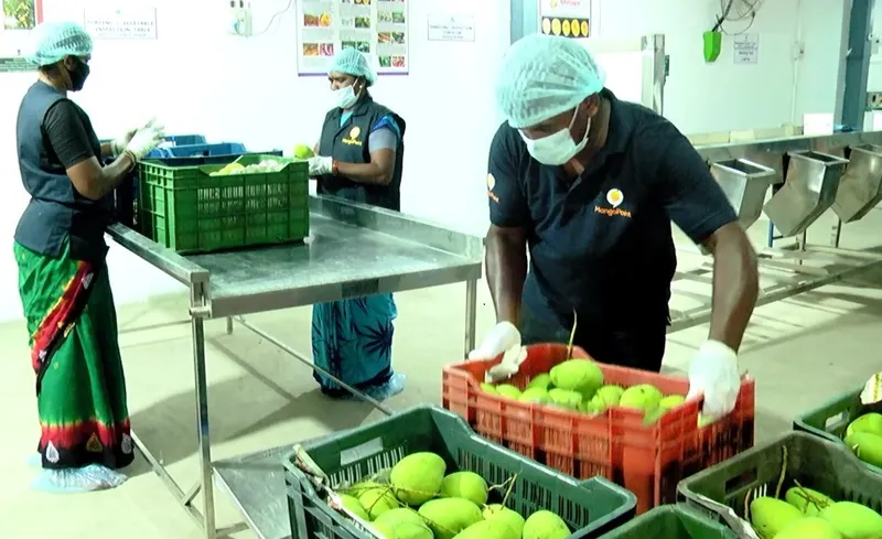 mangoes