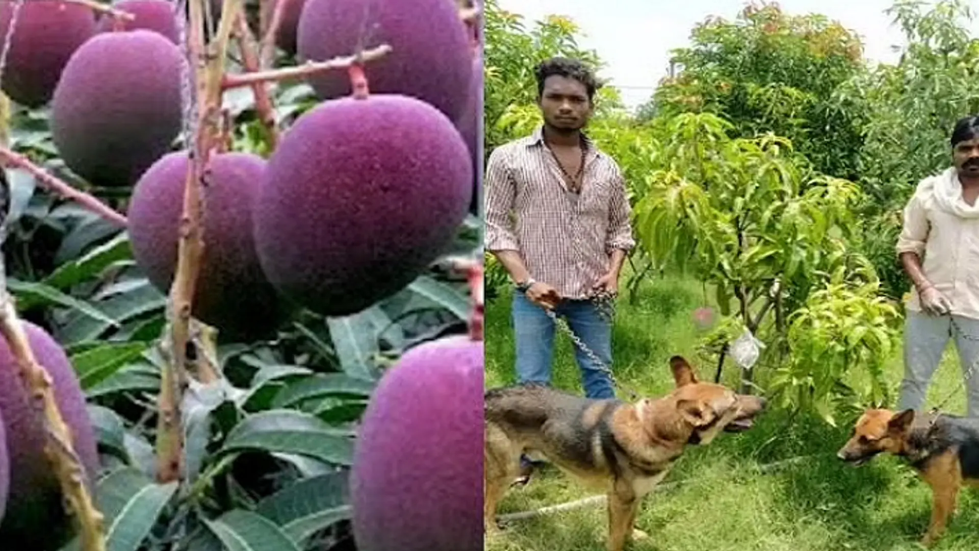 காவலுக்கு 6 நாய்கள், 4 ஆட்கள்: வீட்டில் மாம்பழங்களை பாதுகாக்கும் மத்திய பிரதேச தம்பதி!